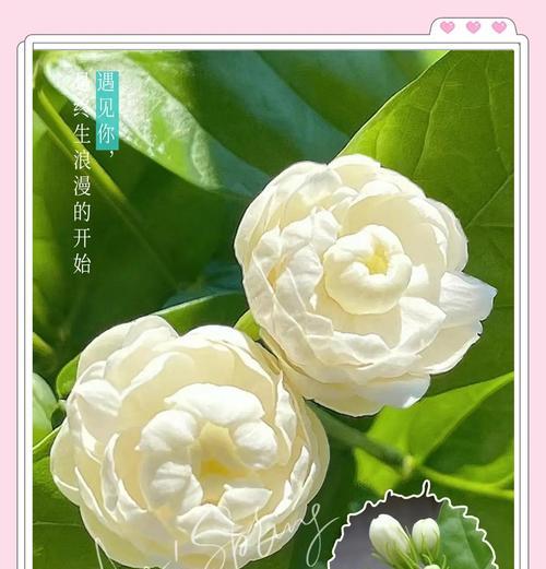 茉莉花养护秘诀：怎样才能让它持续开花？