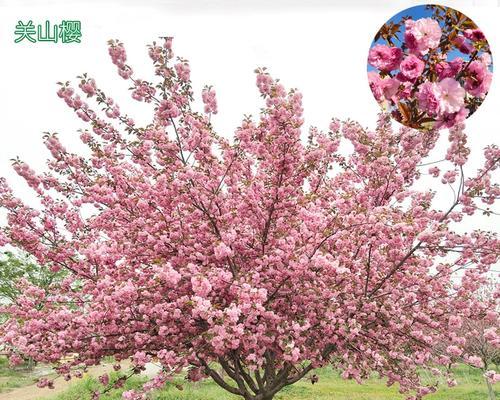 樱花的种植技巧有哪些？樱花种植后如何管理？