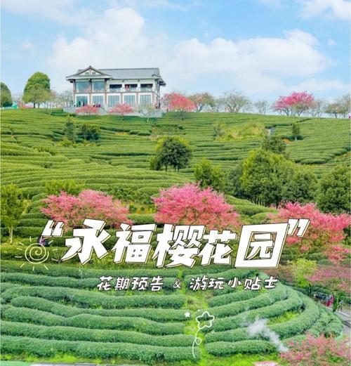 樱花的种植技巧有哪些？樱花种植后如何管理？