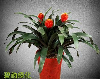 火炬盆景的养护方法和常见问题是什么？