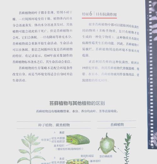 苔藓种花的处理方法和技巧是什么？