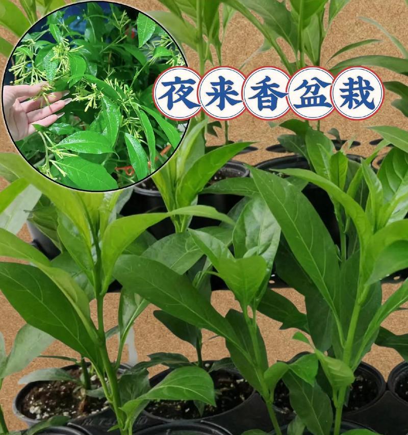 夜来香冬天养护技巧有哪些？