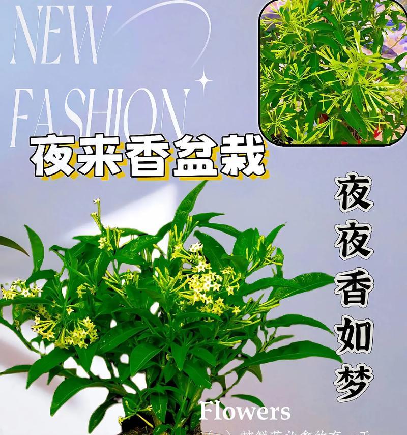 夜来香冬天养护技巧有哪些？