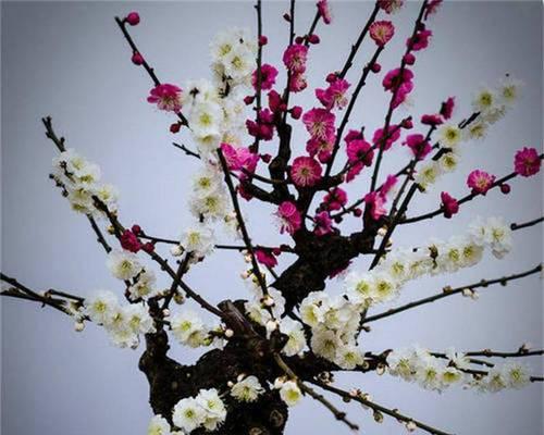 梅花品种众多，哪种梅花品种最好？
