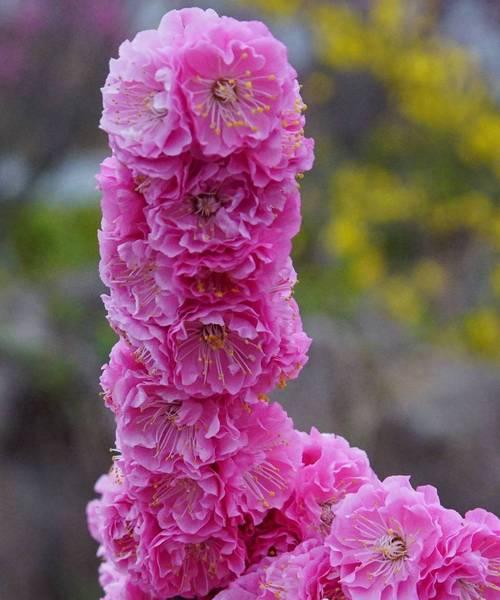 梅花品种众多，哪种梅花品种最好？