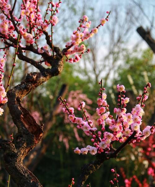梅花品种众多，哪种梅花品种最好？