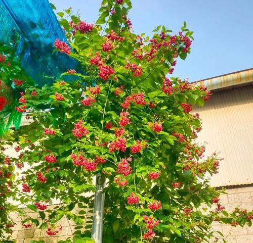 藤本植物开花的有哪些？它们的养护技巧是什么？