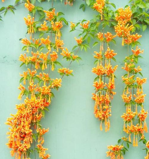 藤本植物开花的有哪些？它们的养护技巧是什么？