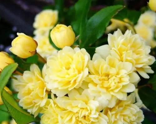 藤本植物开花的有哪些？它们的养护技巧是什么？