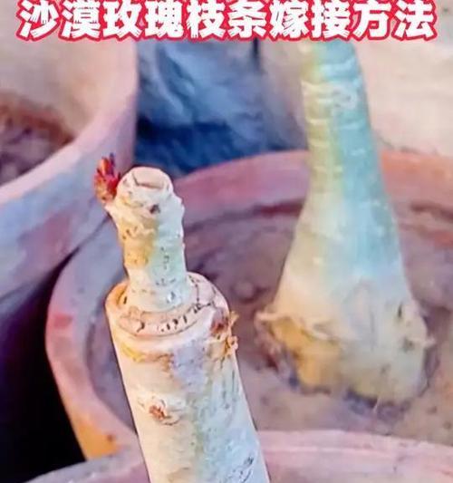 玫瑰剪枝后如何养护？怎样促进新芽生长？