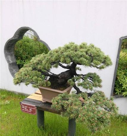 红豆杉盆景怎么修剪？红豆杉盆景修剪技巧有哪些？