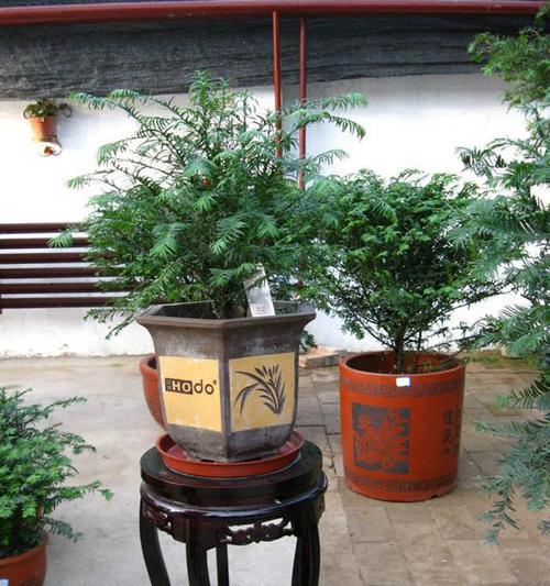 红豆杉盆景怎么修剪？红豆杉盆景修剪技巧有哪些？