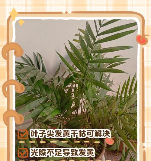 散尾葵叶尖发黄的解决方法有哪些？