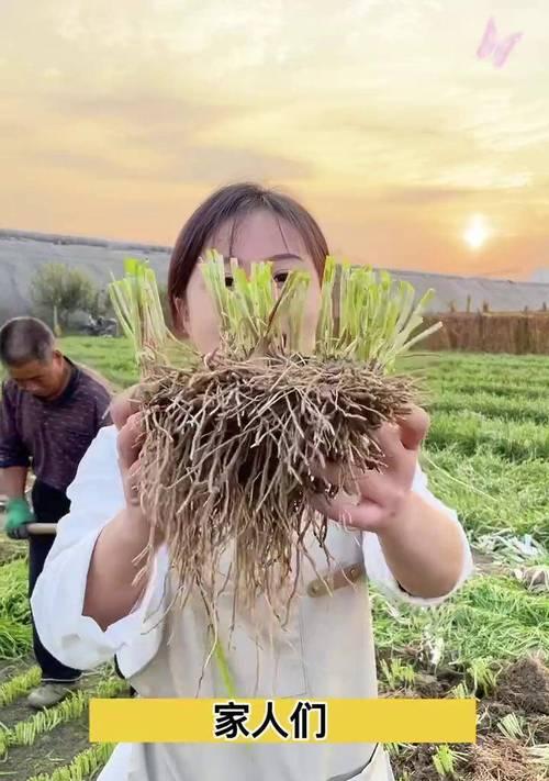 韭菜种植的正确方法是什么？
