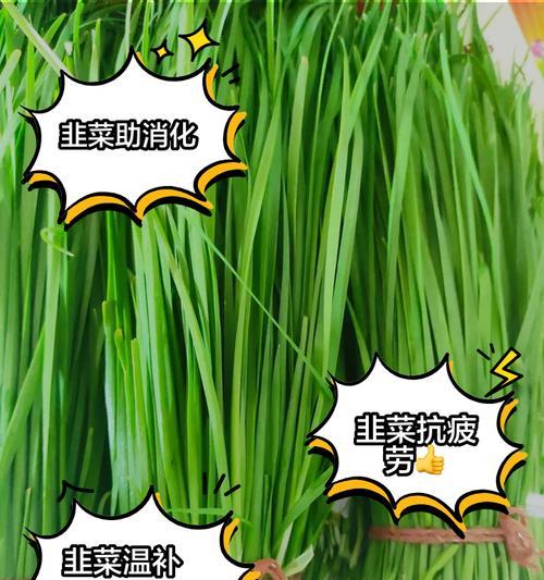 韭菜种植的正确方法是什么？