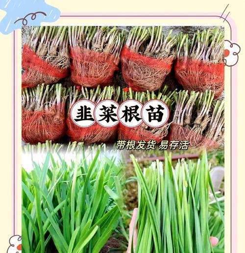 韭菜种植的正确方法是什么？
