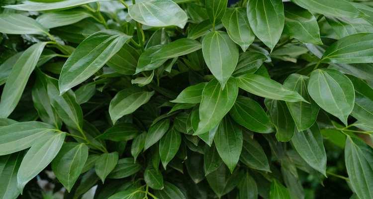 平安树怎么种？平安树的种植方法和注意事项是什么？