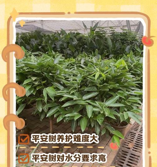 平安树怎么种？平安树的种植方法和注意事项是什么？