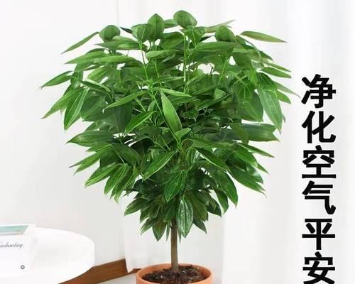平安树怎么种？平安树的种植方法和注意事项是什么？