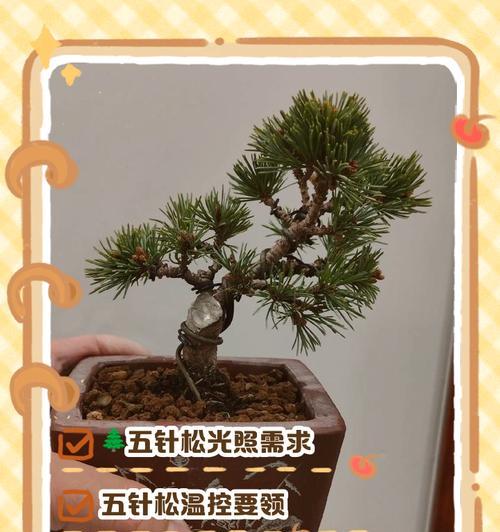 千代田之松的养护方法有哪些？