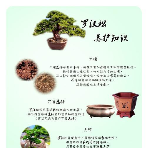千代田之松的养护方法有哪些？