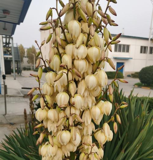 细叶兰花的养殖技巧有哪些？