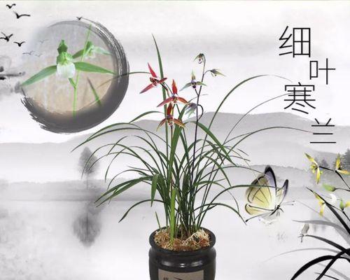 细叶兰花的养殖技巧有哪些？