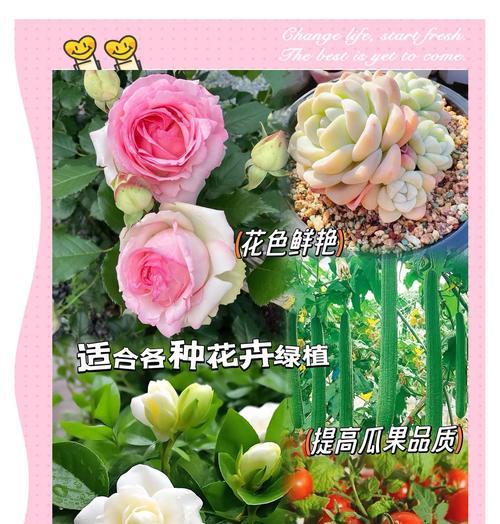 花卉追肥应该使用哪种肥料？