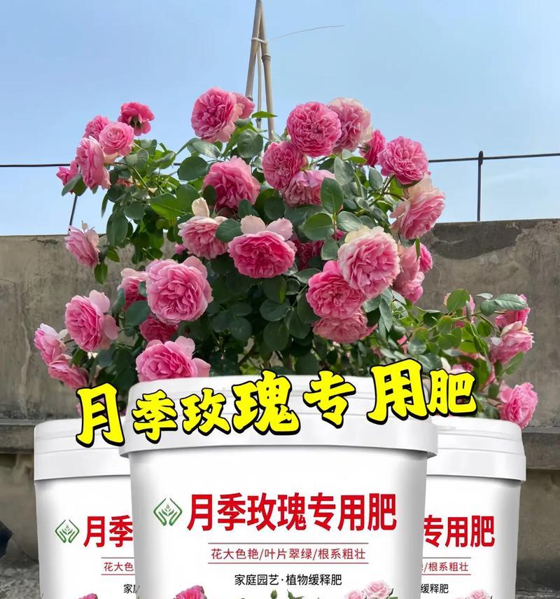 花卉追肥应该使用哪种肥料？