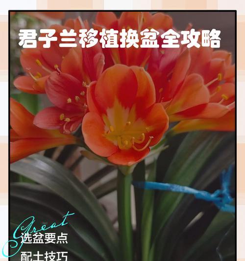 君子兰什么时候换土？换土的最佳时机是什么时候？