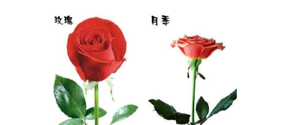 月季花的品种有多少？如何选择最适合的月季花？