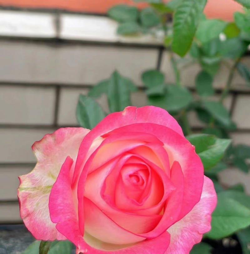 月季花的品种有多少？如何选择最适合的月季花？