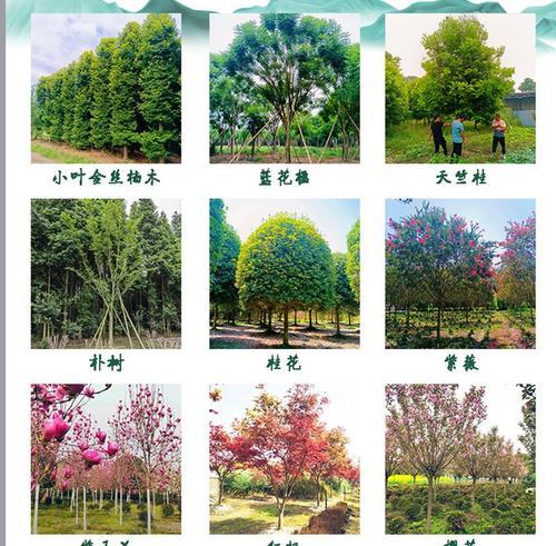 鸡爪槭有哪些品种？它们的形态特征是什么？
