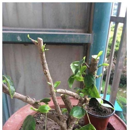扶桑花栽培技巧有哪些？