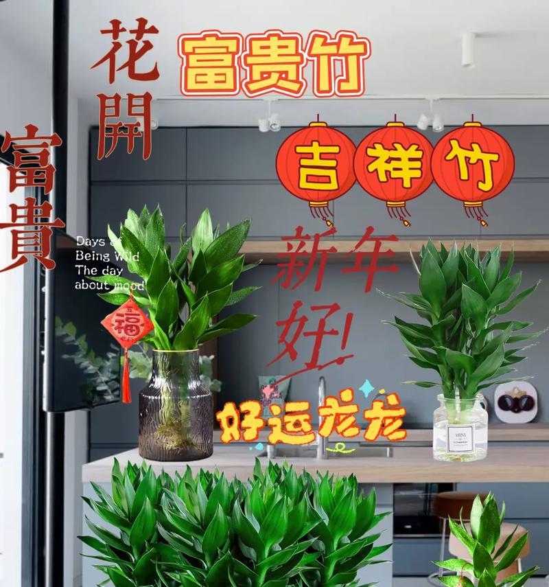 富贵竹属于哪一类植物？