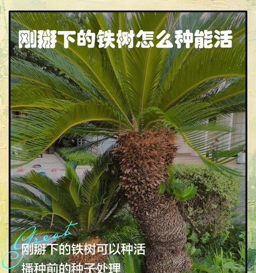 铁树修剪的最佳时机是什么？如何进行修剪？