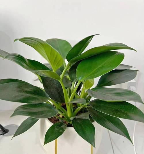 哪些植物具有防辐射功能？室内摆放防辐射植物的好处？