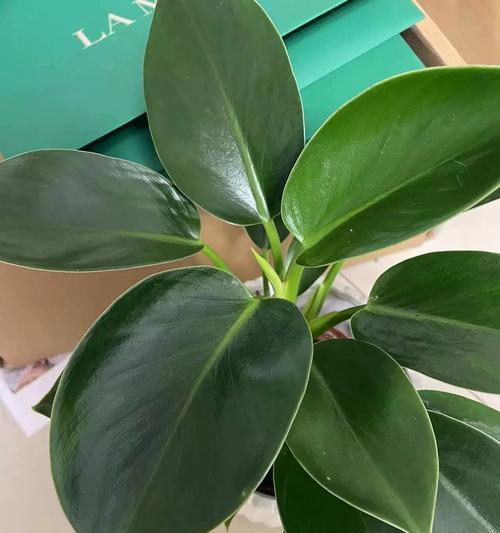 哪些植物具有防辐射功能？室内摆放防辐射植物的好处？