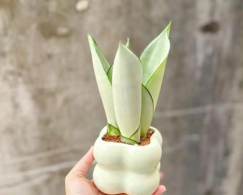 哪些植物能净化空气？净化空气植物的选择和养护方法是什么？