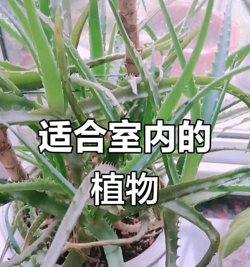 哪些植物能净化空气？净化空气植物的选择和养护方法是什么？