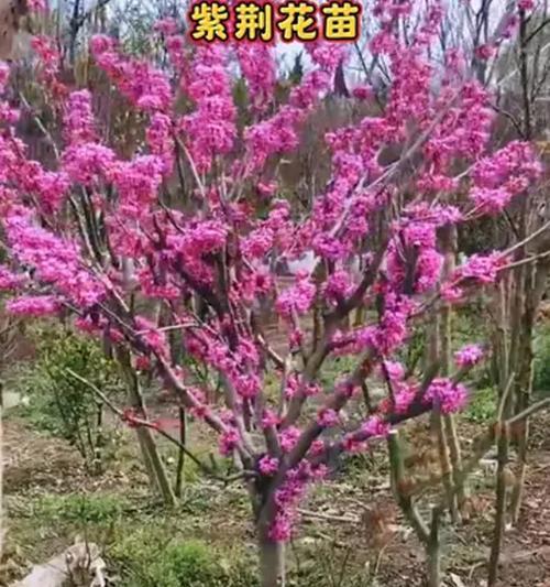紫荆花怎么种植？种植紫荆需要注意什么？