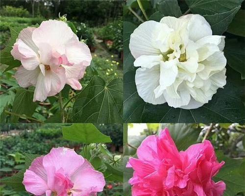 芙蓉花繁殖的有效方法是什么？