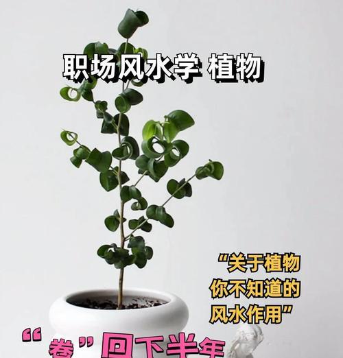 迷你娟卷的养殖方法是什么？