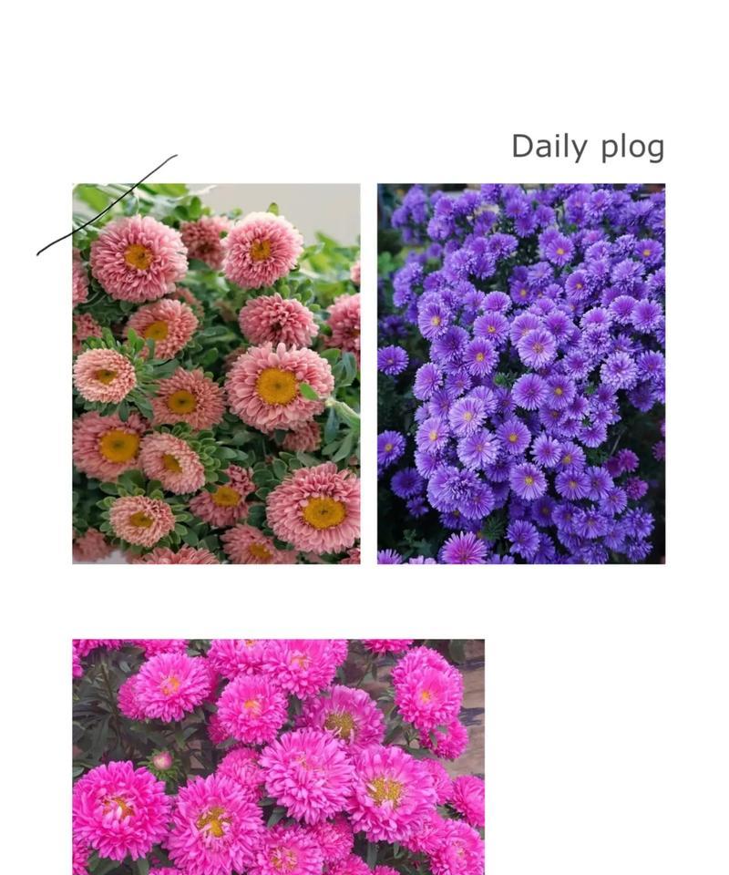 雏菊什么季节种？雏菊的最佳种植时间和方法是什么？