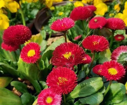 雏菊什么季节种？雏菊的最佳种植时间和方法是什么？