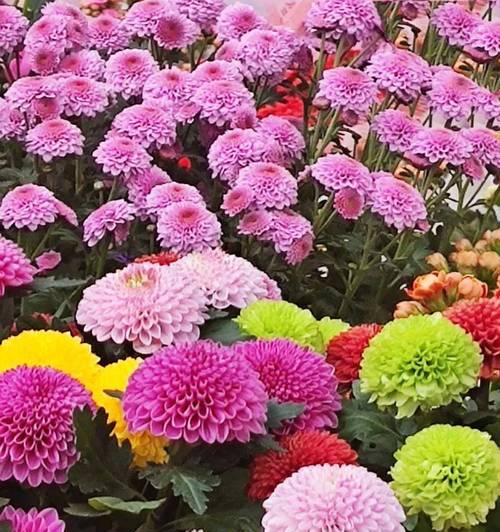 雏菊什么季节种？雏菊的最佳种植时间和方法是什么？