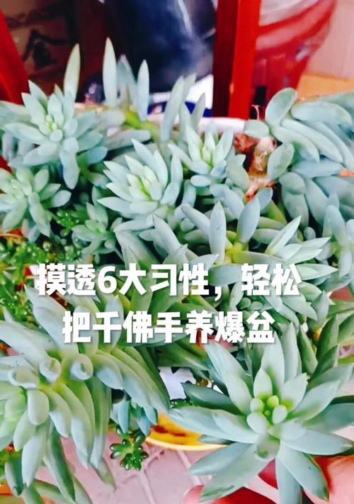 佛手盆栽的养殖技巧和常见问题有哪些？