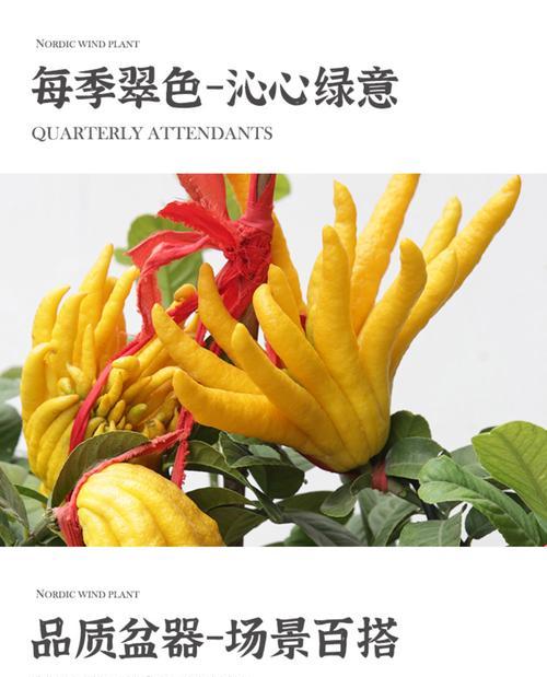 佛手盆栽的养殖技巧和常见问题有哪些？