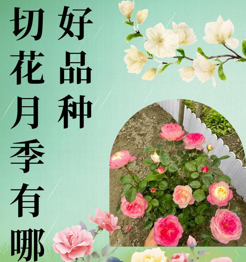 什么叫切花月季？它与普通月季有何不同？