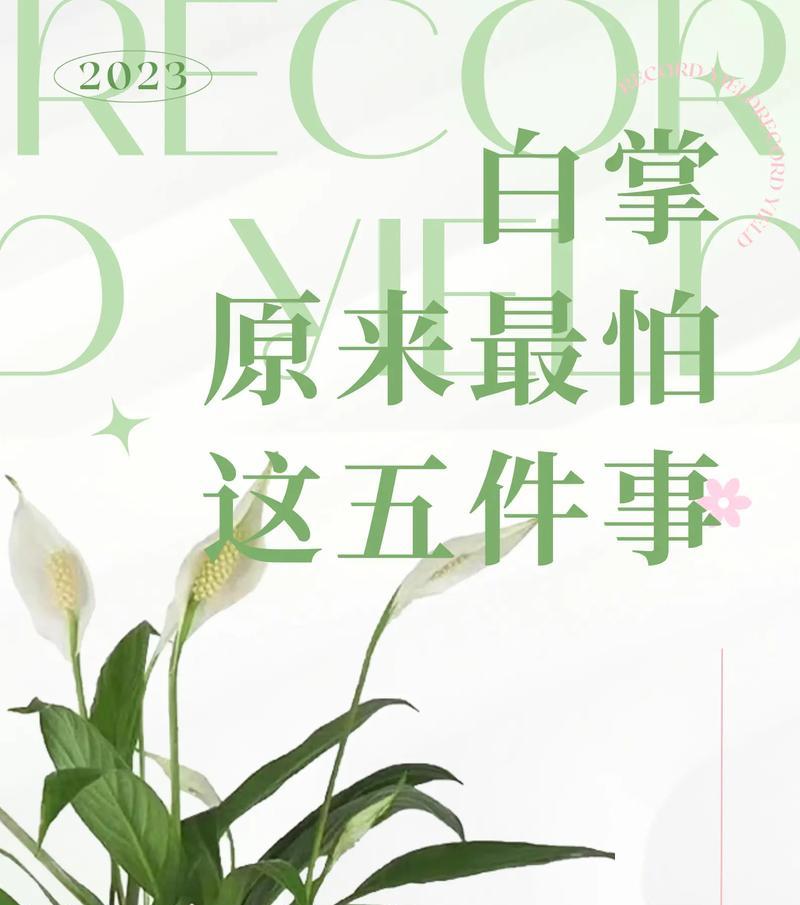 一帆风顺花的学名是什么？一帆风顺花的养护要点是什么？